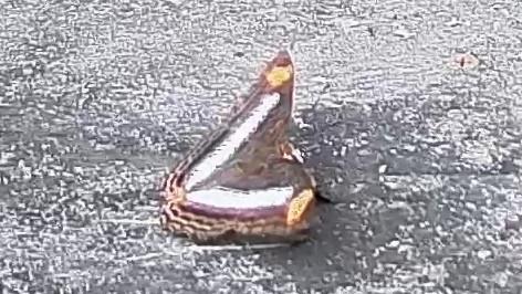 Owl butterfly