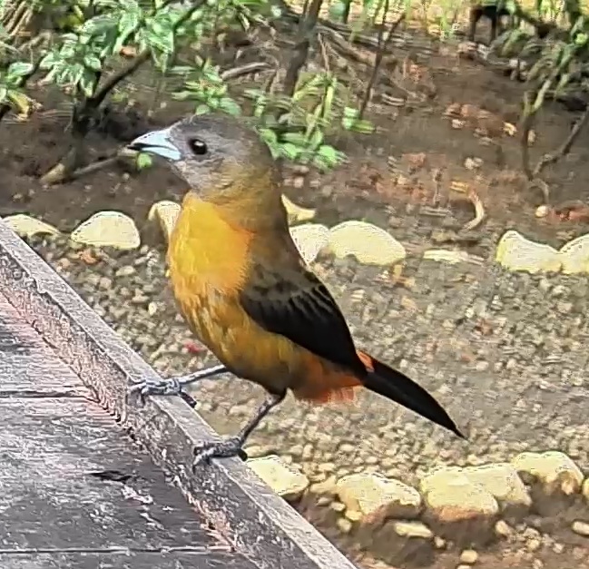 Scarlet-rumped Tanager