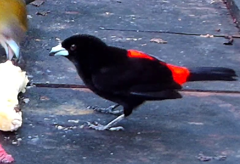 Flame-rumped Tanager