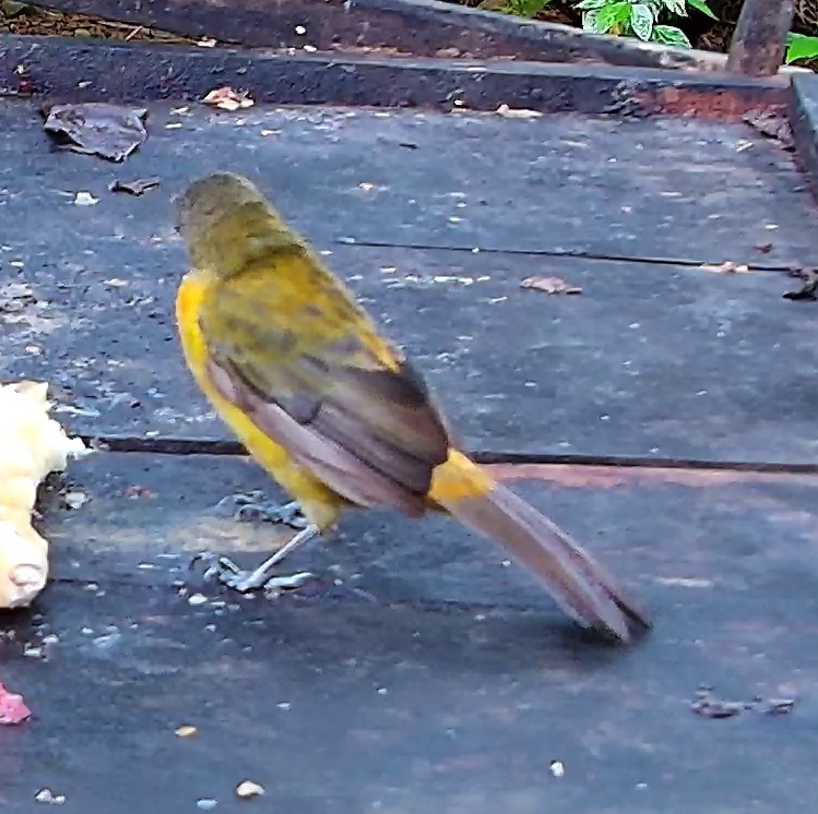 Tanager