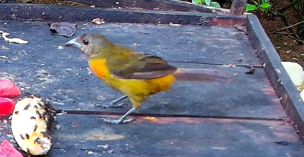 Flame-rumped Tanager