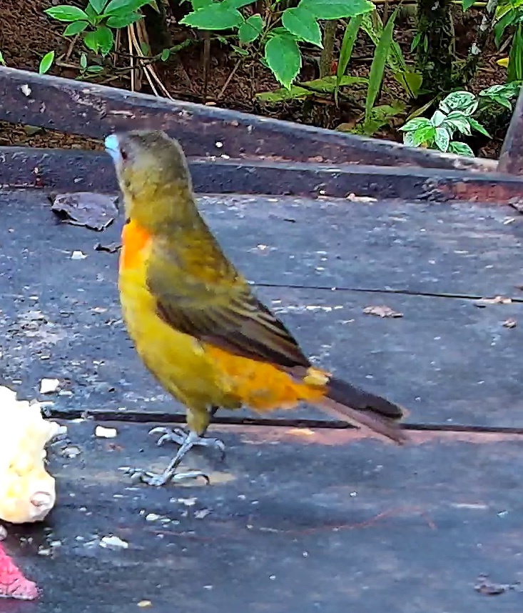 Flame-rumped Tanager
