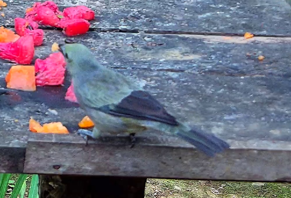 Palm Tanager