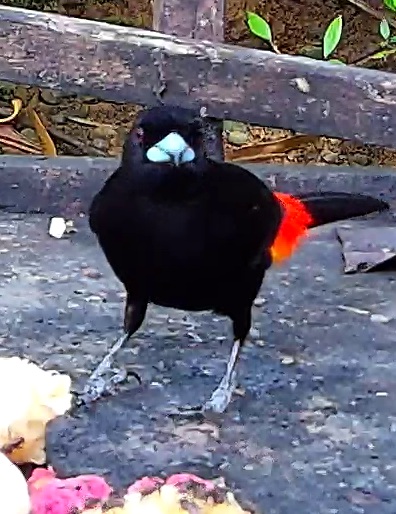Scarlet-rumped Tanager