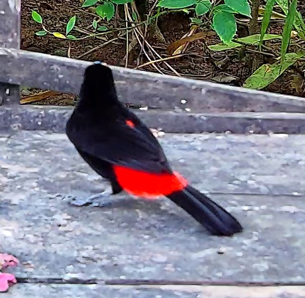 Flame-rumped Tanager