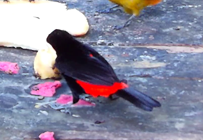 Scarlet-rumped Tanager