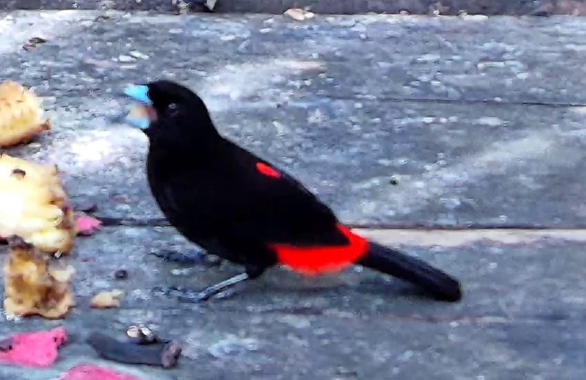 Scarlet-rumped Tanager