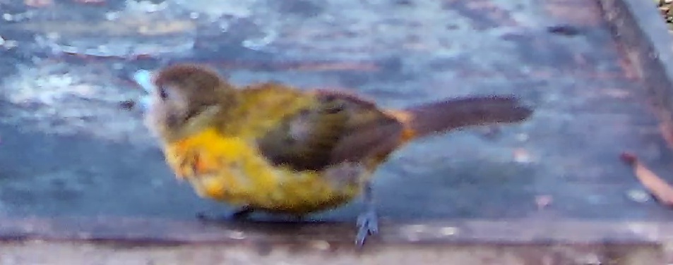 Flame-rumped Tanager