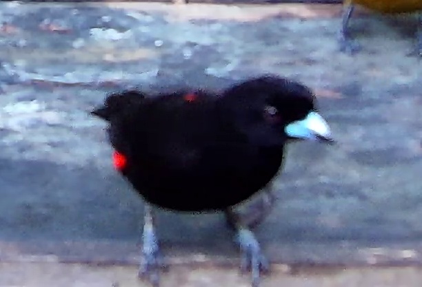 Scarlet-rumped Tanager