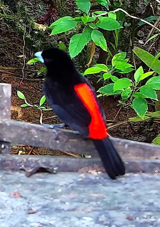 Cherrie's tanager