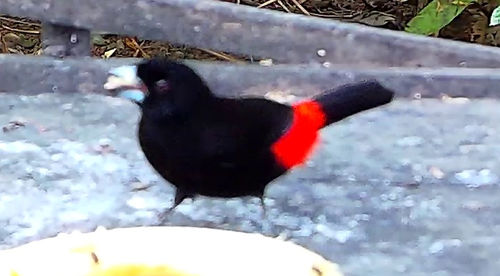 Scarlet-rumped Tanager
