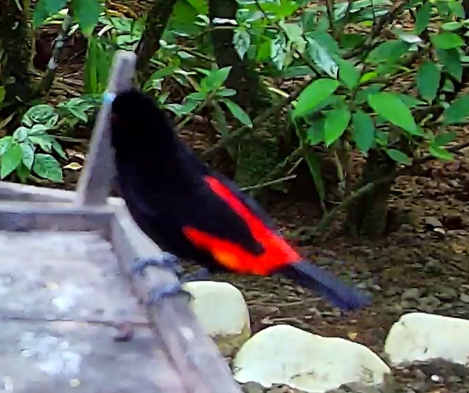 Scarlet-rumped Tanager