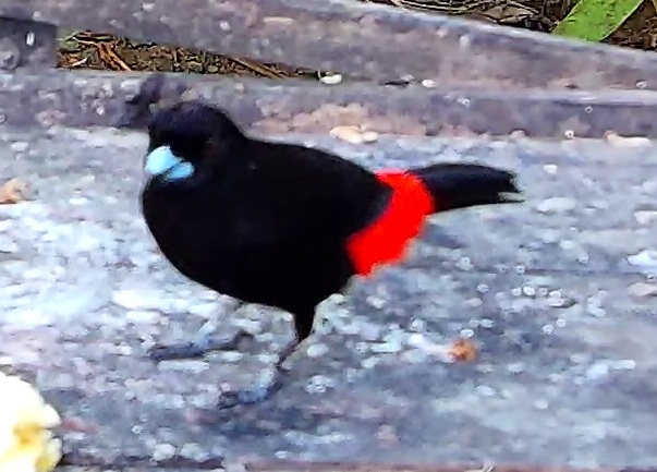 Scarlet-rumped Tanager