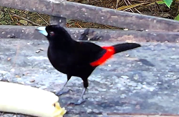 Scarlet-rumped Tanager