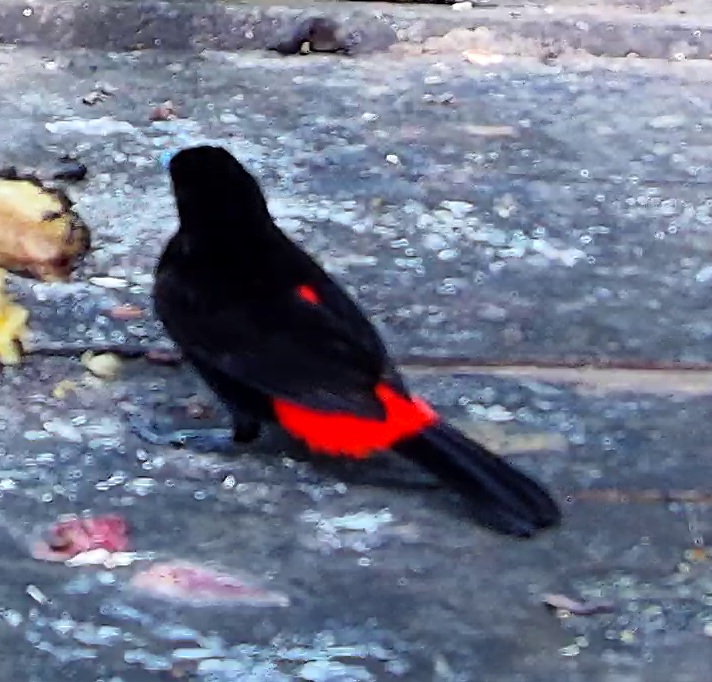 Scarlet-rumped Tanager