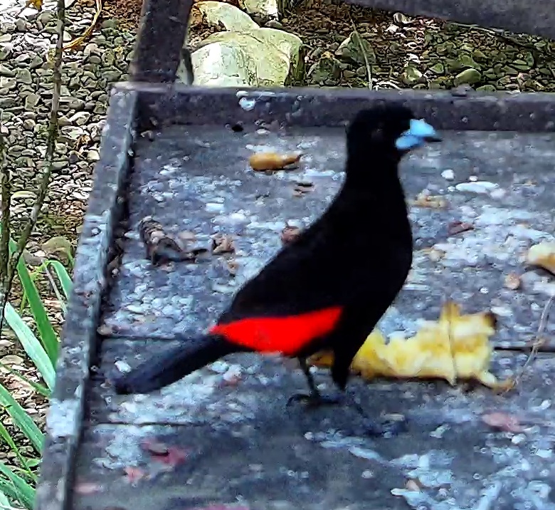 Scarlet-rumped Tanager