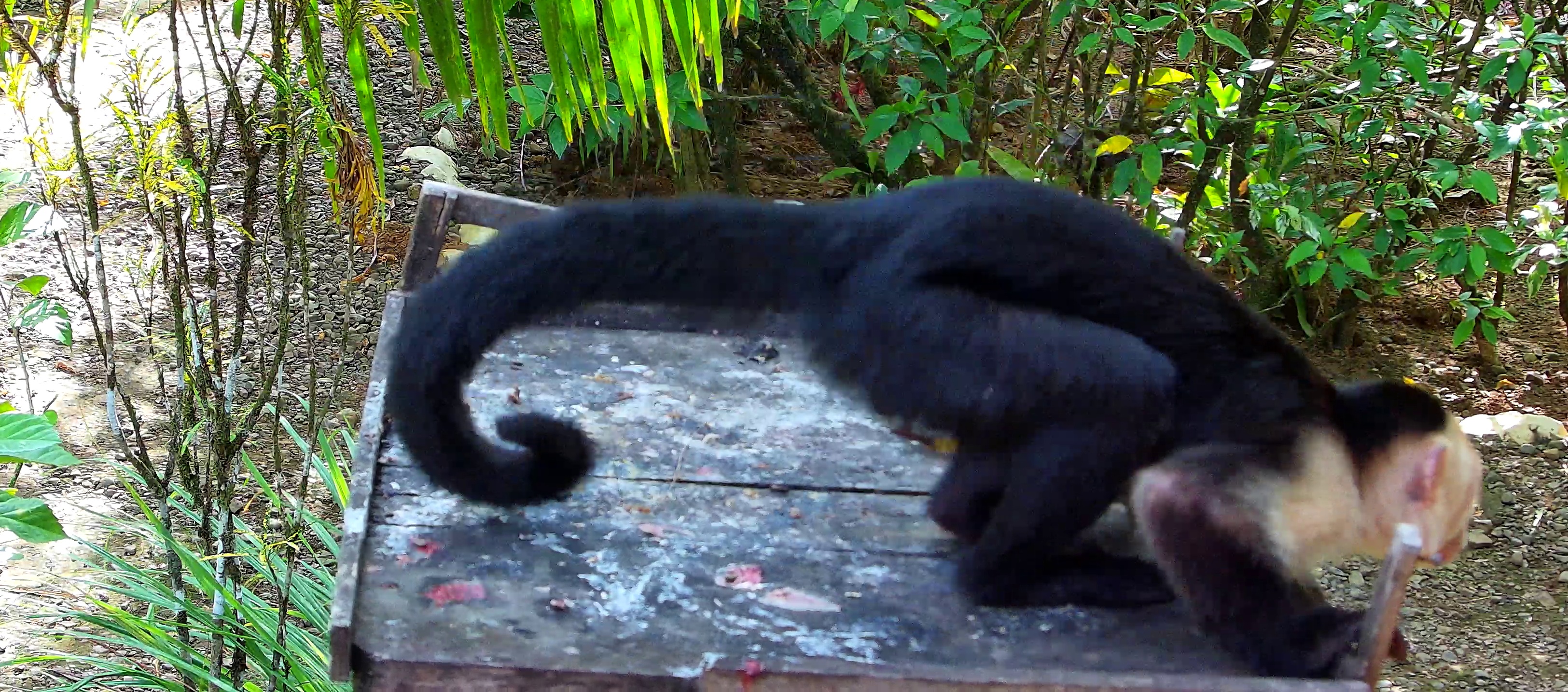 White-headed Capuchin