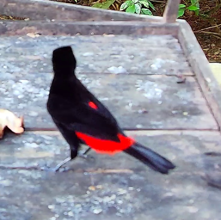 Passerini's Tanager