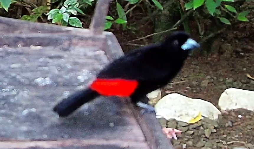 Cherrie's tanager