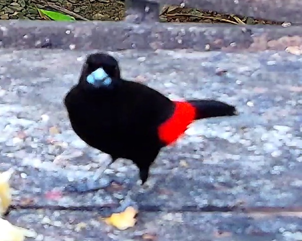 Scarlet-rumped Tanager