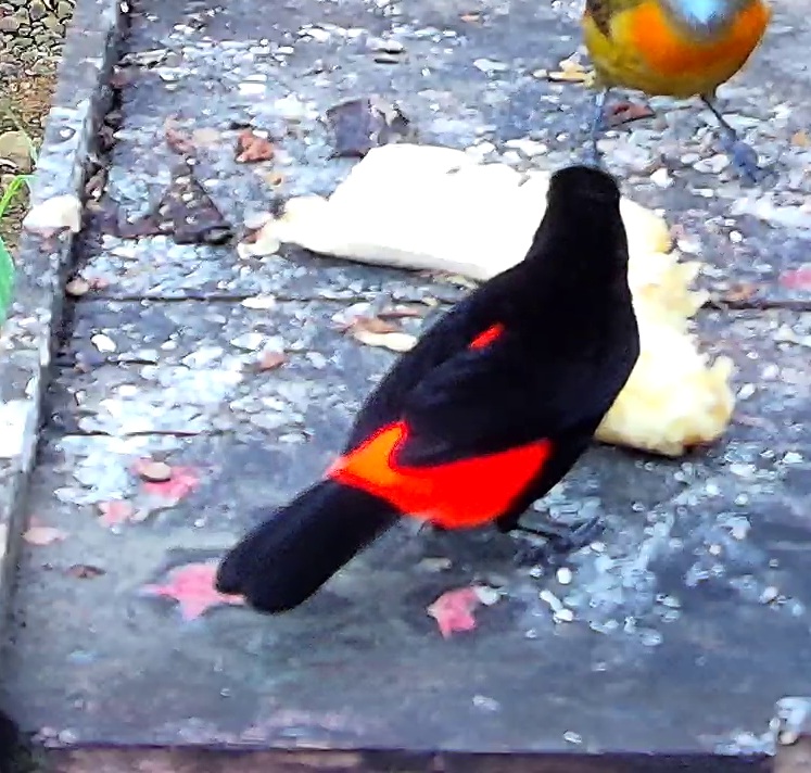 Scarlet-rumped Tanager
