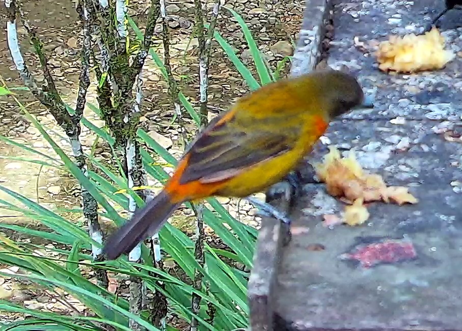 Flame-rumped Tanager