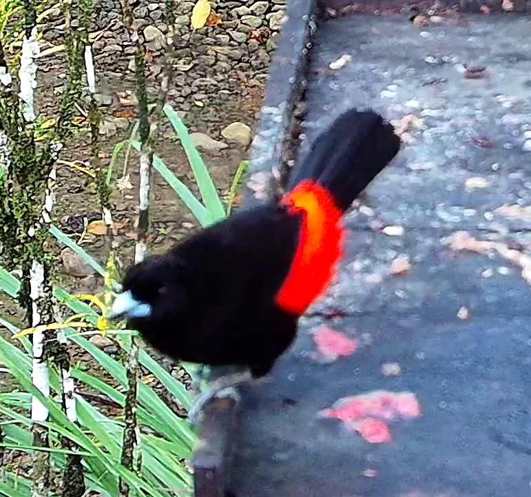 Scarlet-rumped Tanager