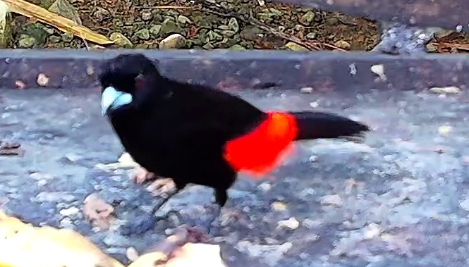 Scarlet-rumped Tanager