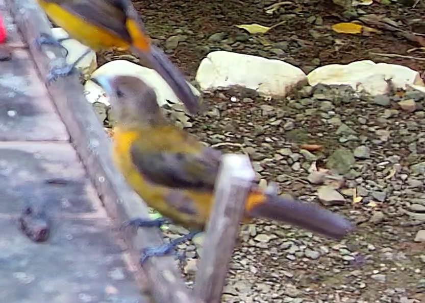 Flame-rumped Tanager