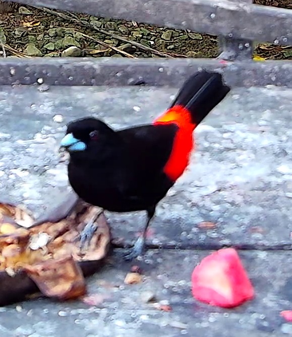 Scarlet-rumped Tanager