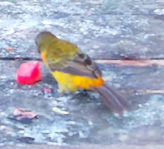 Crimson-collared tanager