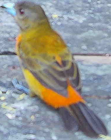 Crimson-backed Tanager
