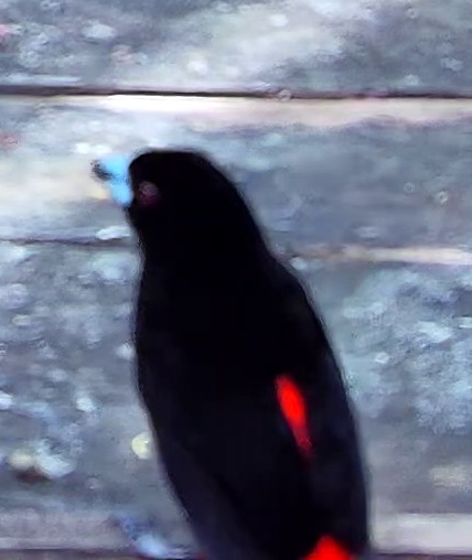 Scarlet-rumped Tanager