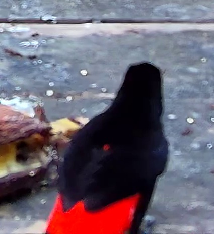 Crimson-backed Tanager