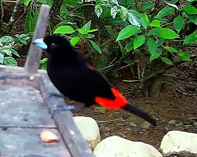 Flame-rumped Tanager
