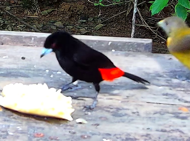 Crimson-backed Tanager