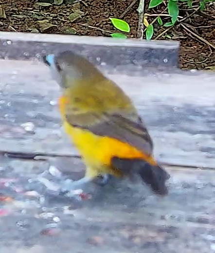 Flame-rumped Tanager
