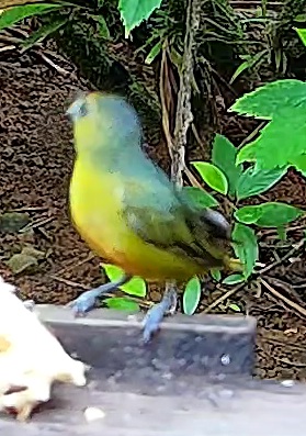 Yellow-crowned Euphonia