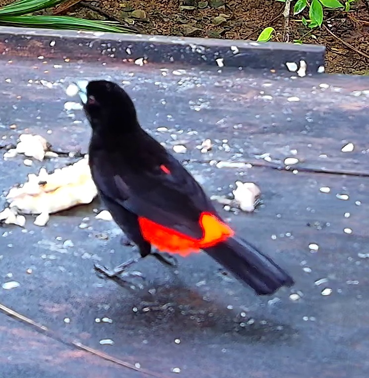 Scarlet-rumped Tanager