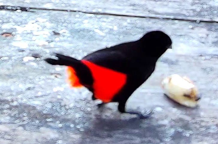 Scarlet-rumped Tanager