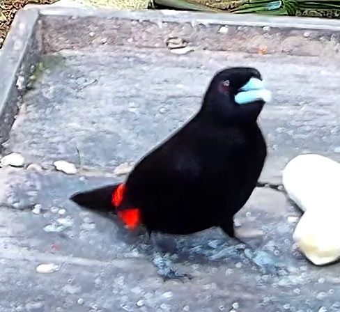 Flame-rumped Tanager