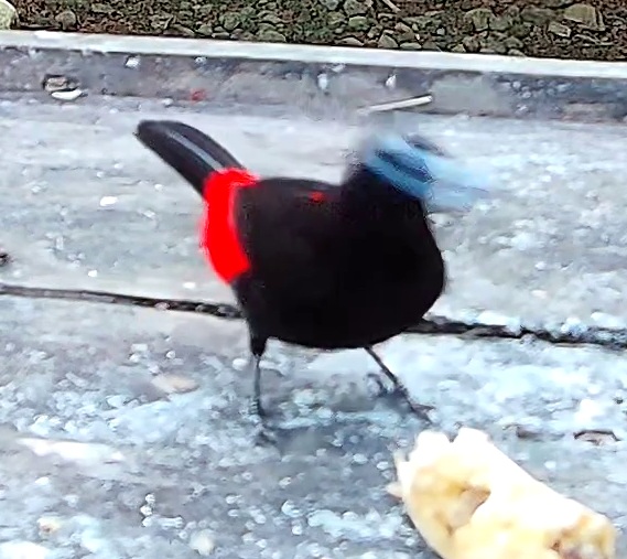 Cherrie's tanager