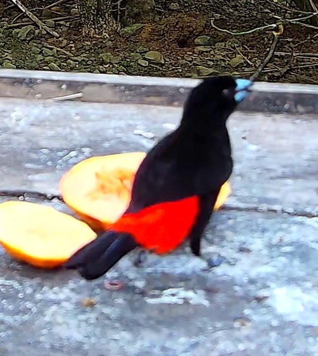 Scarlet-rumped Tanager