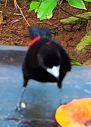 Flame-crested Tanager