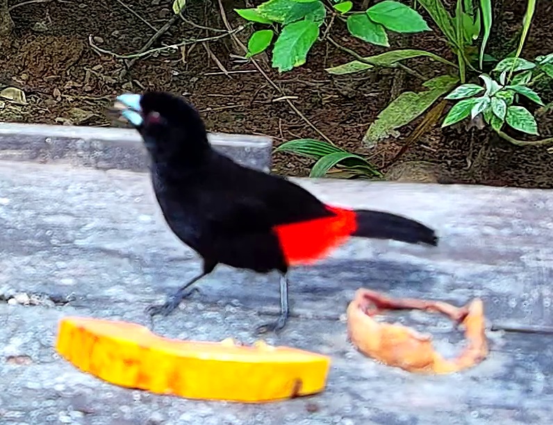 Scarlet-rumped Tanager