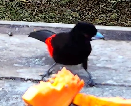 Cherrie's tanager