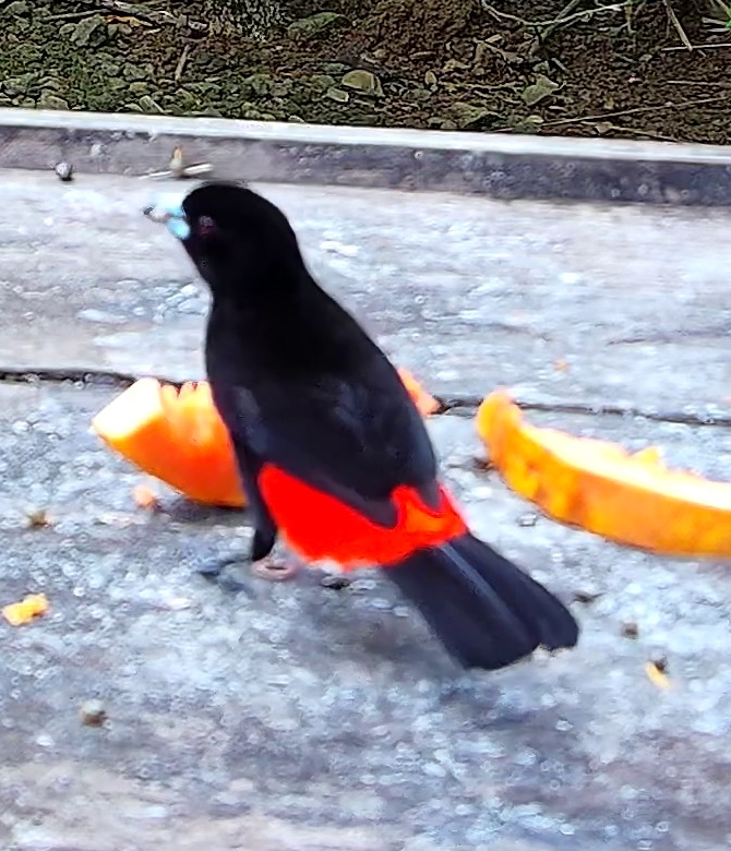 Scarlet-rumped Tanager