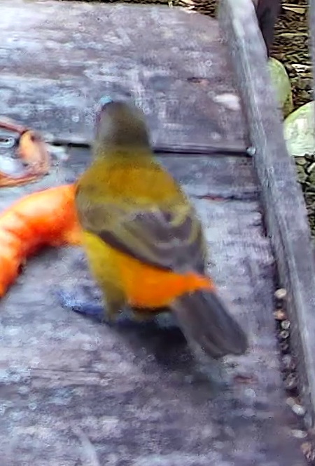 Scarlet-rumped Tanager