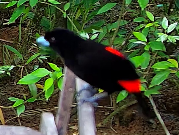Scarlet-rumped Tanager
