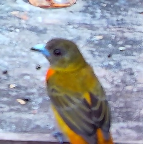 Flame-rumped Tanager